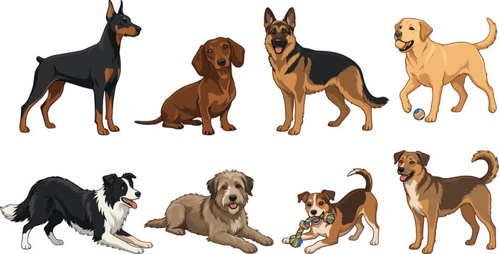 Domestic Dog Breeds Vector Collection Featuring Working Companion and Family Dogs Cartoon Illustration Set