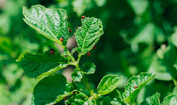 Colorado potato beetle - Leptinotarsa decemlineata on potato bushes. Pest of plants and agriculture. Treatment with pesticides. Insects are pests that damage plants.