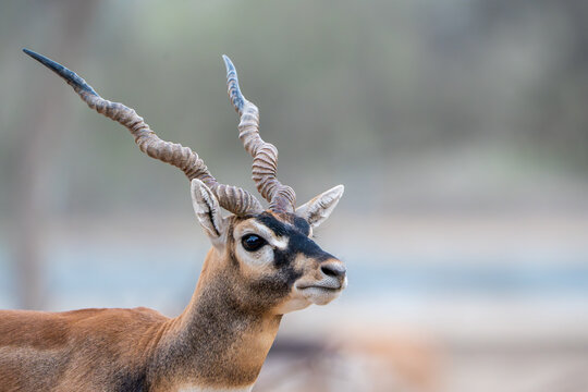 View of a male blackbuck with long spiraled horns at Blackbuck National Park in Velavadar, Gujarat, India.