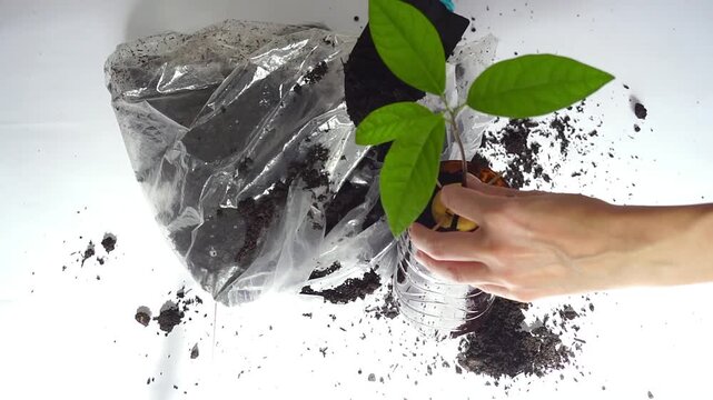 Hands add final portions of soil around germinated avocado seedling in repurposed plastic container during transplant process. Illustrates accessible propagation setup and resource-aware home growing.