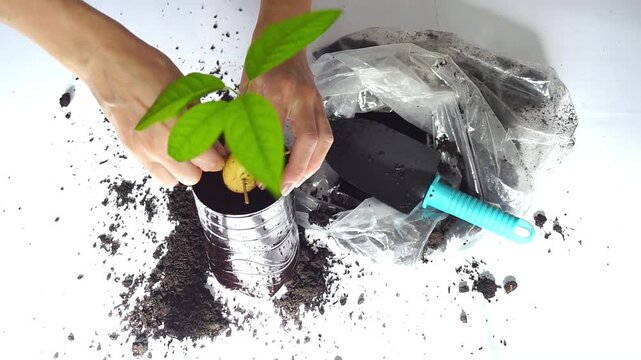 Hands remove toothpicks from germinated avocado seed after planting in container. Conveys plant lifecycle education, propagation-to-cultivation transition, and readiness for independent growth.