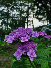 Fototapeta premium 日本の6月に咲く紫陽花の花
