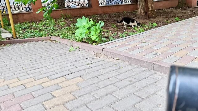A black and white cat walks across a paved courtyard near garden plants and trees. Peaceful outdoor scene capturing feline movement, curiosity, and everyday life in a residential area