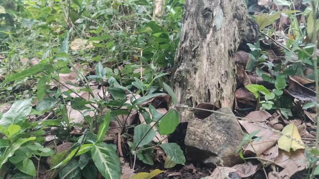Cute playful kittens running and jumping in the green garden
