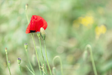 Naklejka premium Red poppy flower on long stem with soft green background. Wild poppy blooming in meadow with shallow depth of field and natural light.
