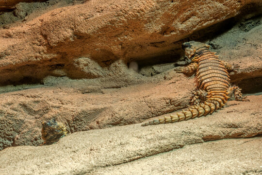 Armadillo girdled lizard climbing on textured rock wall