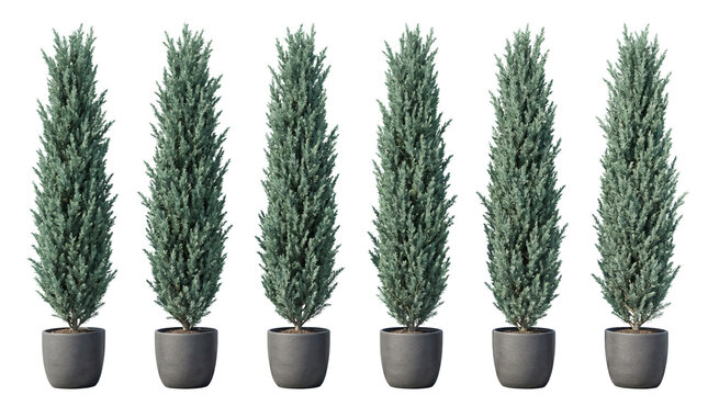 Six Columnar Juniper trees in grey pots arranged in a row on black background for landscape planning and architectural visualization