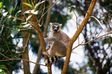 Fototapeta premium Ring-tailed lemur sitting in a tree
