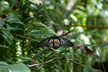 Obraz premium Black butterfly on green foliage.