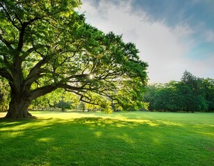 Fototapeta premium large old tree with green canopy over lush lawn in summer park