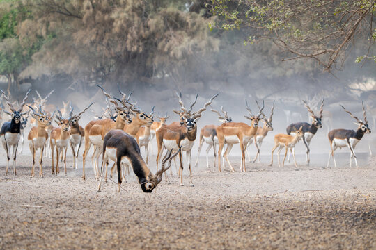 View of a herd of blackbucks with spiraled horns standing on dusty ground near trees in Blackbuck National Park Velavadar, Gujarat, India.