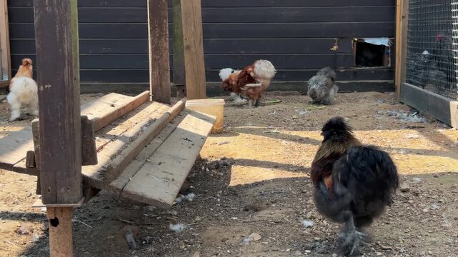Colorful Chinese silk chickens walking in a chicken coop. Beautiful and well-groomed exotic poultry. Fluffy feathers, unusual breed.