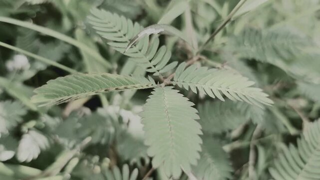 Macro Shot of Mimosa Pudica Sensitive Plant Leaves in the Wild