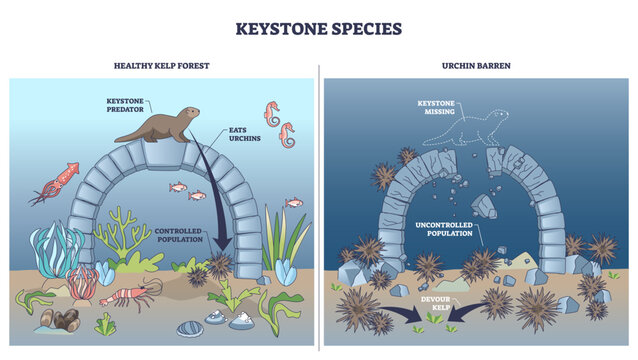 Keystone species outline shows a sea otter controlling urchins to protect kelp, when missing, arch collapses and barren spreads, transparent background