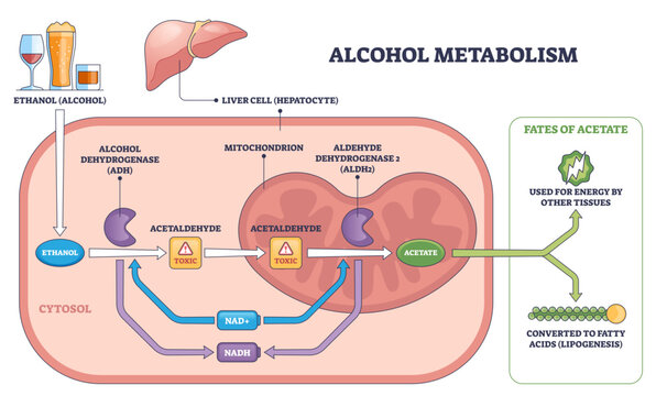 Alcohol metabolism brief pathway shows ethanol converted to acetaldehyde and acetate in a liver cell, key objects, liver, enzymes ADH-ALDH2, mitochondrion, transparent background