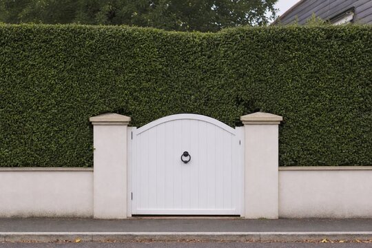 White garden gate in front of a tall, dense privet hedge.
