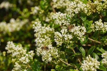Fototapeta premium Dense privet shrub blooming with tiny white flowers, bees collecting nectar.