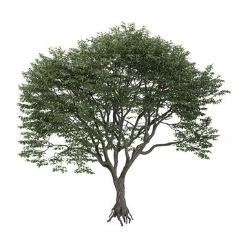 3d illustration of Bucida bucera plant isolated on transparent background