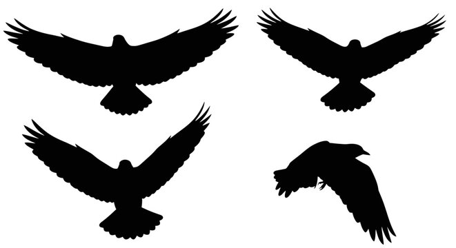 Four Silhouette Eagle Birds Flying with Wings Spread Out Symbolizing Freedom