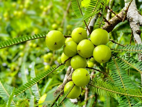 Bunch of Indian gooseberry, commonly known as Amla on the tree