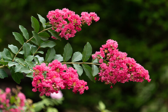 サルスベリの花２