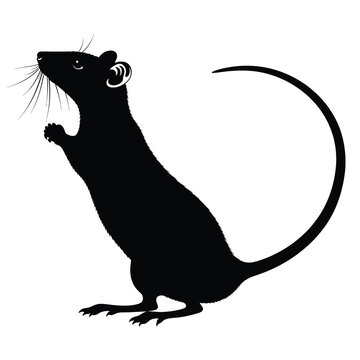Black silhouette of a rat.