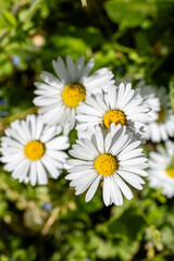 Fototapeta premium One white daisy flower isolated on white background. Flat lay, top view. Floral pattern, object