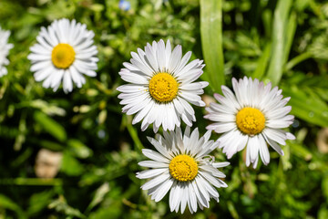 Fototapeta premium One white daisy flower isolated on white background. Flat lay, top view. Floral pattern, object