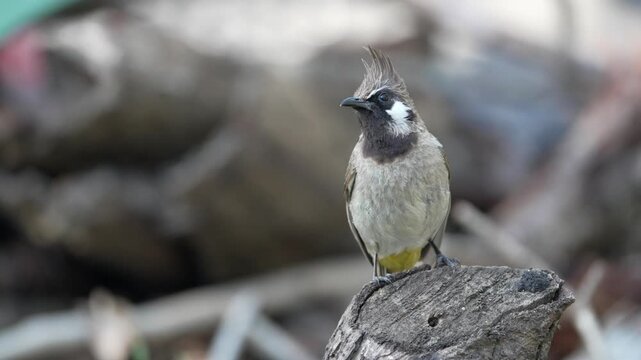 Himalayan bulbul perched on wooden stump in natural habitat