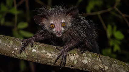 Fototapeta premium Nocturnal Aye-Aye Lemur Clinging to Rainforest Branch, Rare nocturnal wildlife, unusual evolutionary adaptation and threatened tropical biodiversity