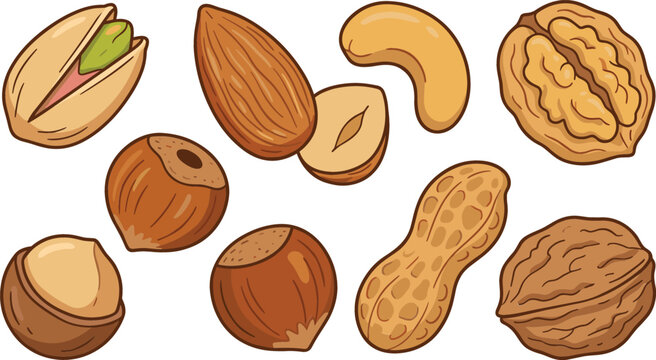 Healthy Mixed Nuts Vector Illustration Set Featuring Almond Walnuts Pistachio Cashew Hazelnut Macadamia and Peanut Icons for Organic Food Packaging Designs