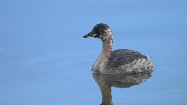Little grebe