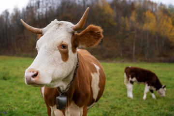 Cow and calf on a field during autumnautumn, colorful © Stefan Andronache