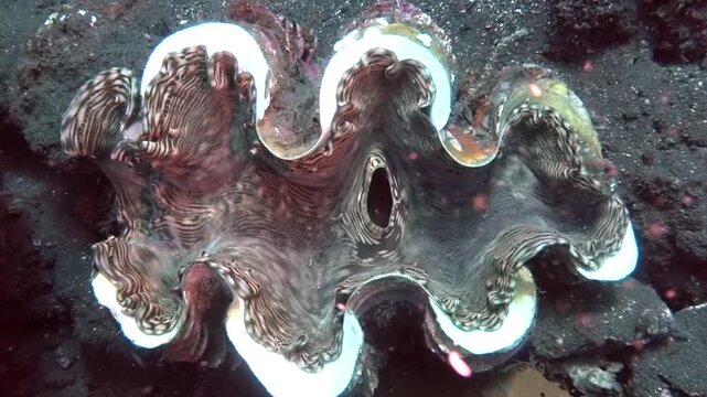 giant clam