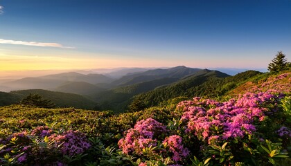Obraz premium scenic summer landscape and blooming mountain laurel morning light blue ridge mountains north carolina