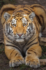 Obraz premium Siberian tiger