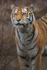 Obraz premium Siberian tiger