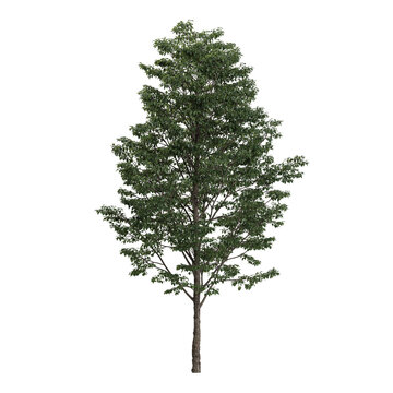 3D rendering of Bucida bucera plant on transparent background