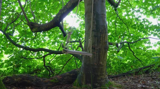 Wooden rope tree swing in the middle of woodland or forest park with luscious green foliage on the trees during early summer