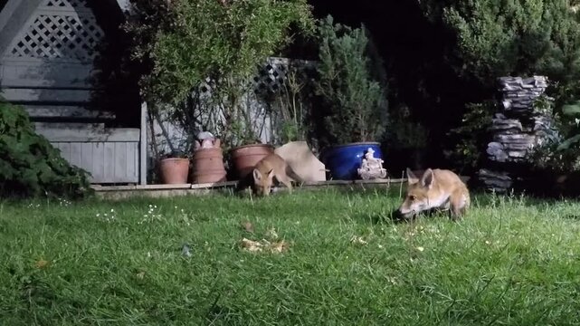 The red fox is the largest of the true foxes, and the most widely distributed member of the order Carnivora.