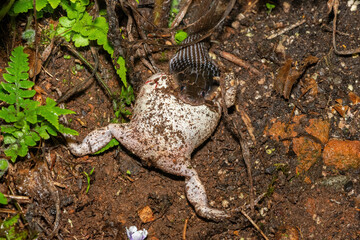 Obraz premium A Herald Snake (Crotaphopeltis hotamboeia), also known as a Red-lipped Herald, swallowing a Guttural Toad (Sclerophrys gutturalis), South Africa