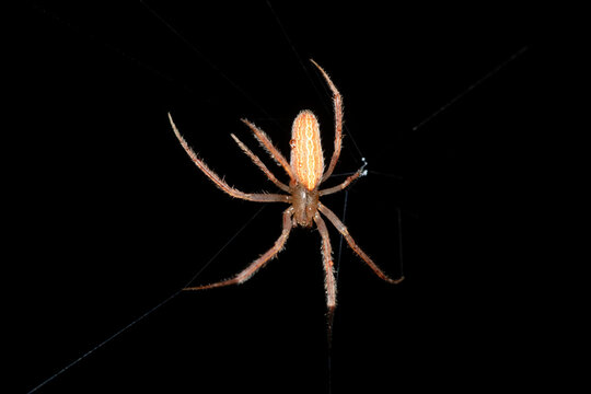 Grass Orb-web Spider (Larinia sp.) suspended on a web thread in dense vegetation, South Africa