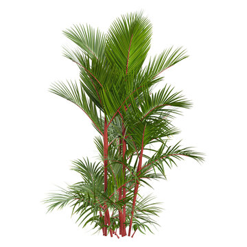 3D rendering of Cyrtostachys renda plant on transparent background