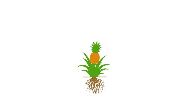 Pineapple on a white background isolated suitable to your pineapple, brand, template, display, advertise, fruit, orange, pineapple day, marketing, and more