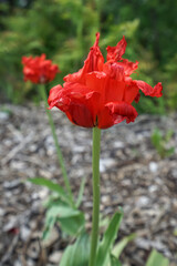A vibrant red tulip in full bloom with a blurred natural background,Iceland © SHUNJI ZHOU