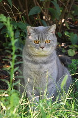 cat in the garden © Elizaveta
