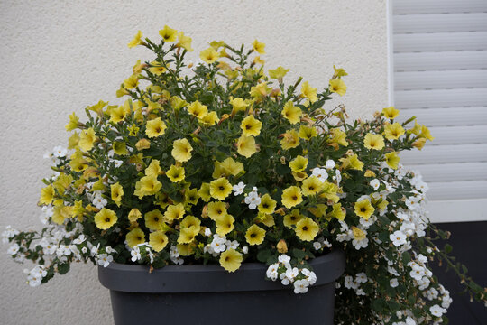 Yellow petunia and white bacopa flowers in outdoor planter