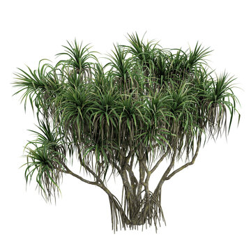 3D rendering of Pandanus tectorius plant on transparent background
