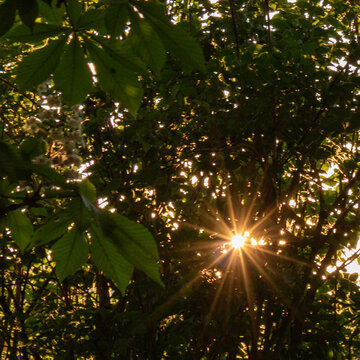 Sunburst shining through green leaves in a forest in Germany
