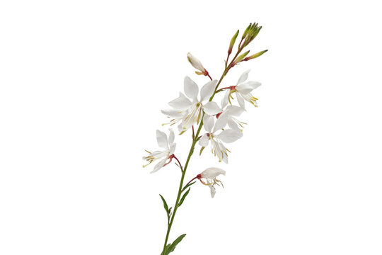 Delicate white gaura lindheimeri flowers with green stems and buds isolated on a clean white background, for botanical and, floral projects